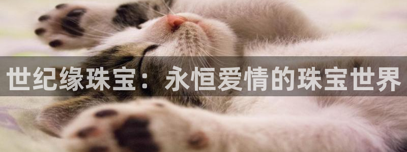 新航娱乐观