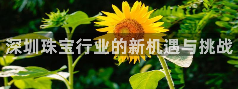 新航娱乐传媒招聘信息：深圳珠宝行业的新机遇与挑战