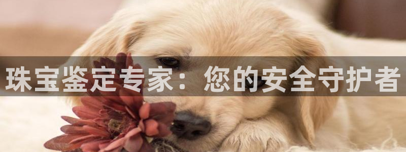 新航娱乐公司怎么样知乎：珠宝鉴定专家：您的安全守护者